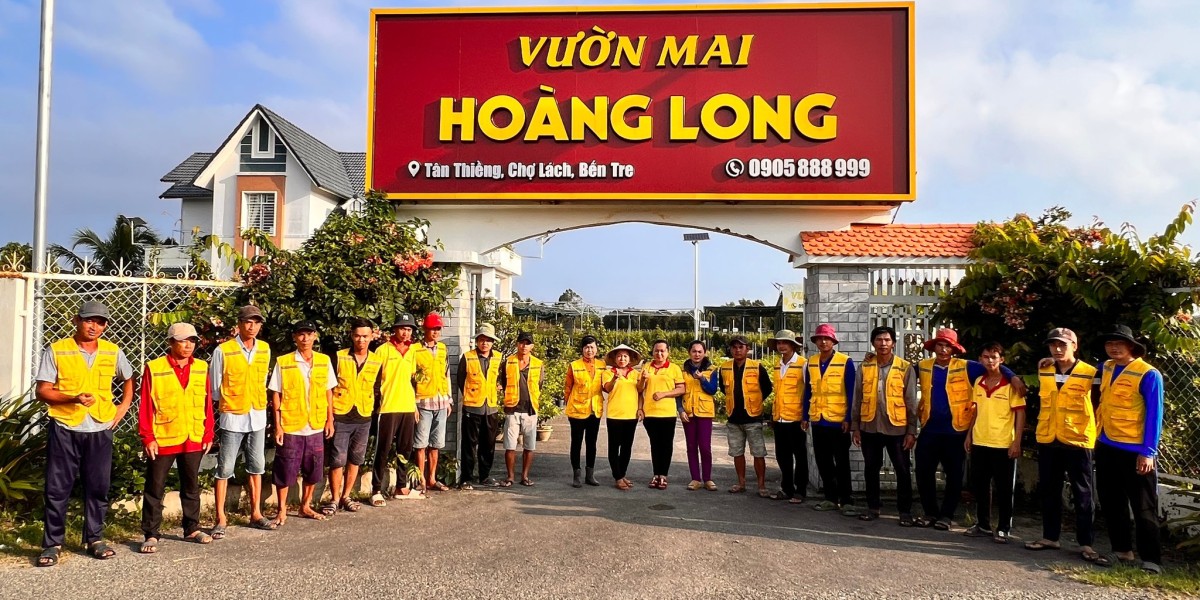 Hình Ảnh Hoa Mai Vàng Đẹp: Đón Tết Rực Rỡ, May Mắn